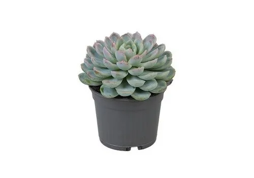JUNAVERA Echeveria elegans | 8,5 cm pot | 10 cm hoog