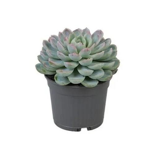 JUNAVERA Echeveria elegans | 8,5 cm pot | 10 cm hoog