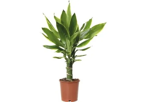 JUNAVERA Dracaena fragrans Steudneri | 11 cm pot | 50 cm hoog