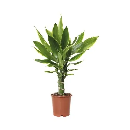 JUNAVERA Dracaena fragrans Steudneri | 11 cm pot | 50 cm hoog