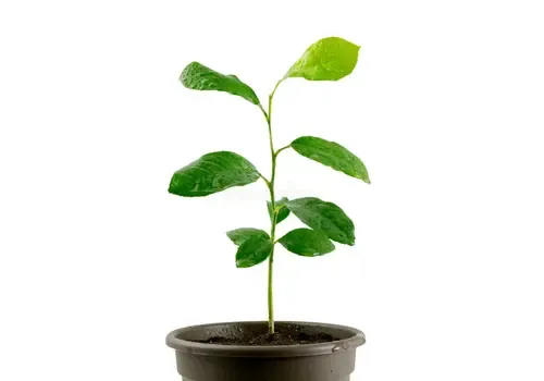PatioPlant Citrus Calamondin | 30 cm hoog | 9 cm pot