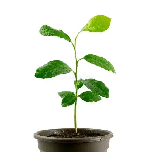 PatioPlant Citrus Calamondin | 30 cm hoog | 9 cm pot