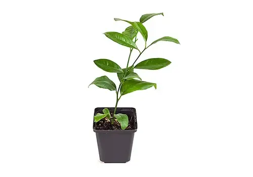 PatioPlant Citrus Mexican lime | limoenboom | 30 cm hoog | 9 cm pot
