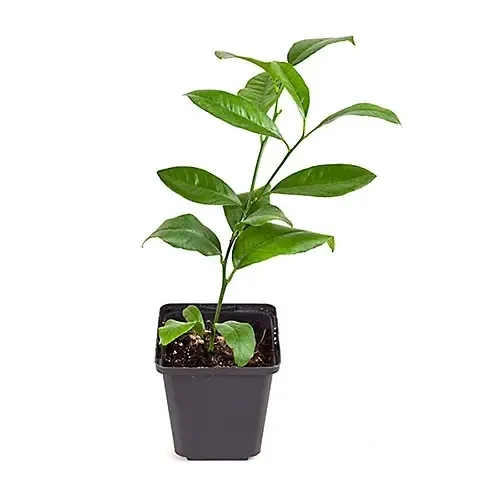 PatioPlant Citrus Mexican lime | limoenboom | 30 cm hoog | 9 cm pot