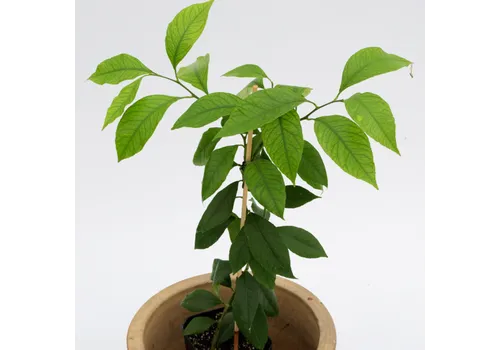 PatioPlant Citrus Lemon Bush | 9 cm pot | 30 cm hoog