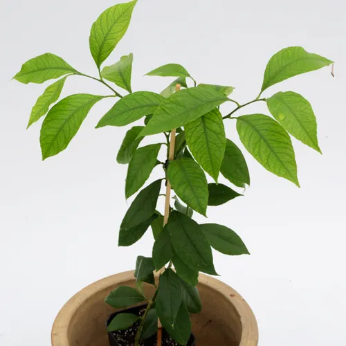 PatioPlant Citrus Lemon Bush | 9 cm pot | 30 cm hoog