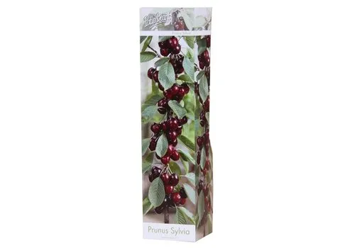 PatioPlant Prunus avium ‘Sylvia’ | kersenboom | 30 tot 40 cm hoog | 9 cm pot