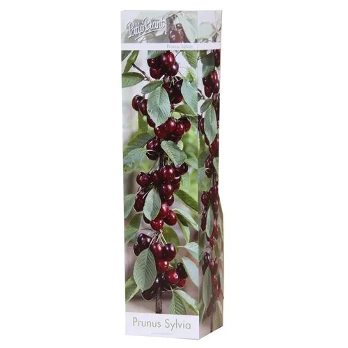 PatioPlant Prunus avium ‘Sylvia’ | kersenboom | 30 tot 40 cm hoog | 9 cm pot