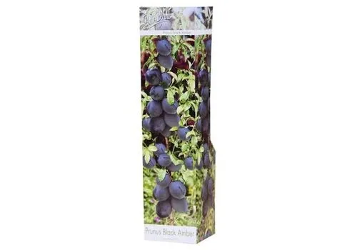 PatioPlant Prunus avium 'Black Amber' | Kersenboom | 9 cm pot