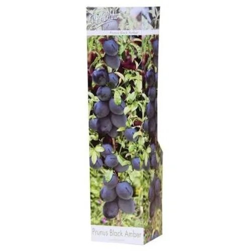 PatioPlant Prunus avium 'Black Amber' | Kersenboom | 9 cm pot