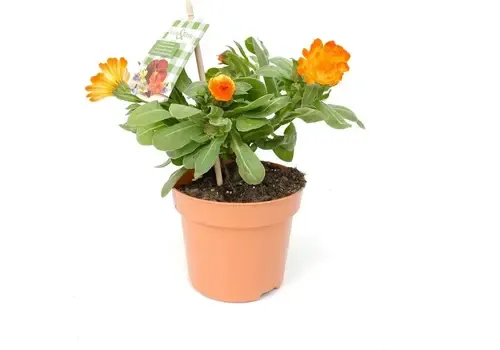 JUNAVERA Calendula officinalis | Goudsbloem | ca. 20 cm hoog | 12 cm pot