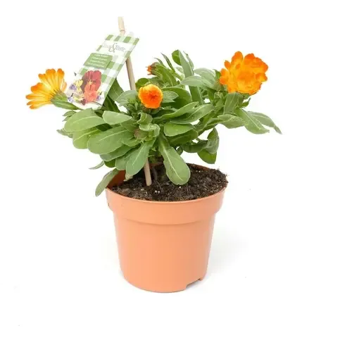 JUNAVERA Calendula officinalis | Goudsbloem | ca. 20 cm hoog | 12 cm pot