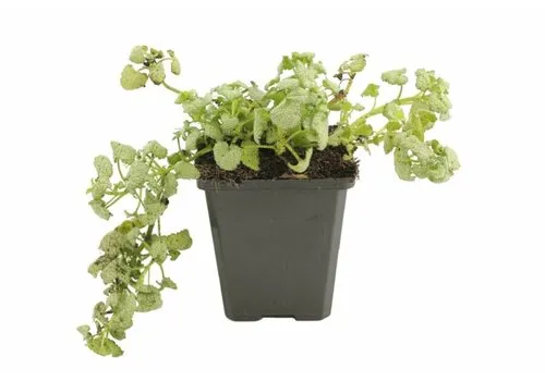 JUNAVERA Lamium maculatum wit | Dovenetel | 10 tot 15 cm hoog | 15 cm pot