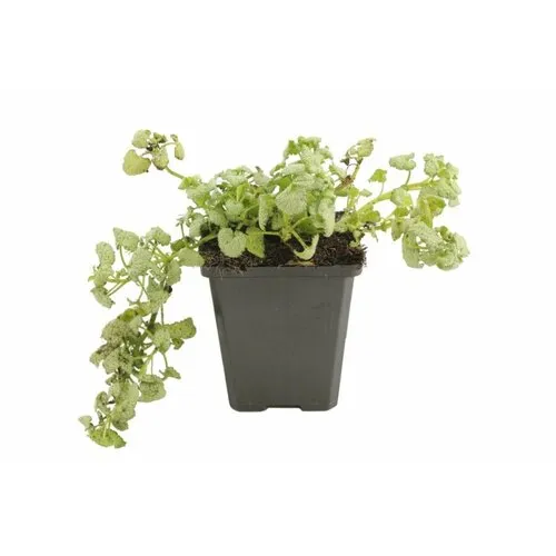 JUNAVERA Lamium maculatum wit | Dovenetel | 10 tot 15 cm hoog | 15 cm pot