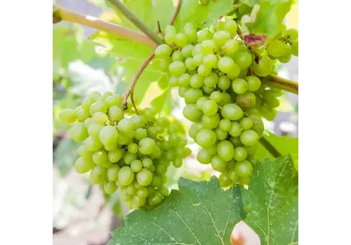 JUNAVERA Vitis vinifera Himrod | Witte druif | 50 cm hoog | 15 cm pot
