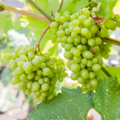 JUNAVERA Vitis vinifera Himrod | Witte druif | 50 cm hoog | 15 cm pot