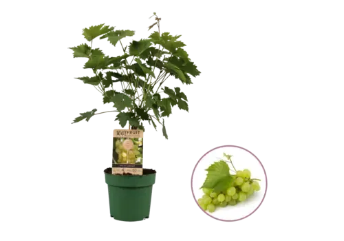 JUNAVERA Vitis vinifera Lakemont | Witte druif | 50 cm hoog | 15 cm pot