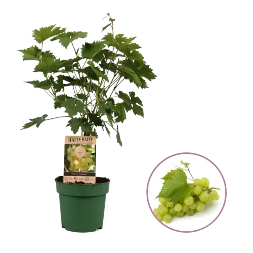 JUNAVERA Vitis vinifera Lakemont | Witte druif | 50 cm hoog | 15 cm pot