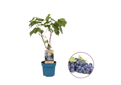 JUNAVERA Vitis vinifera Regent | Blauwe druif | 50 cm hoog | 15 cm pot