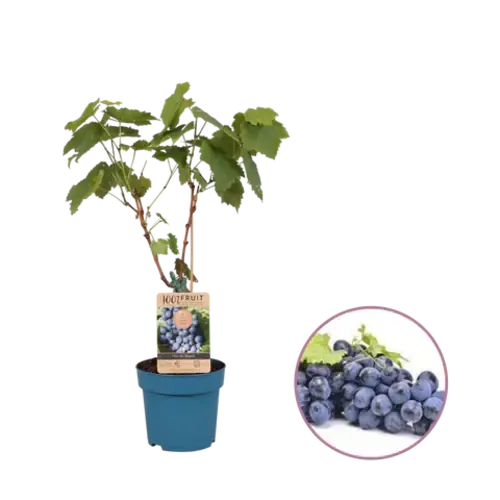 JUNAVERA Vitis vinifera Regent | Blauwe druif | 50 cm hoog | 15 cm pot