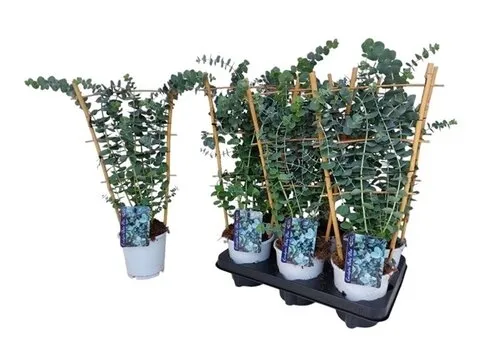 JUNAVERA Eucalyptus gunnii op klimrek | 50 cm hoog | 12 cm pot