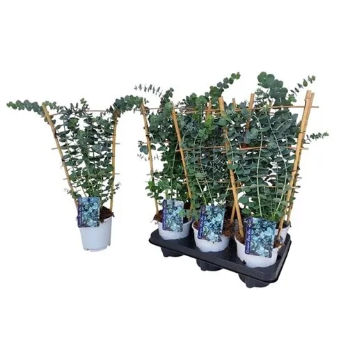 JUNAVERA Eucalyptus gunnii op klimrek | 50 cm hoog | 12 cm pot