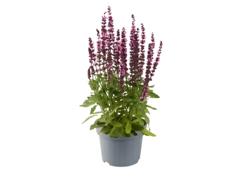 JUNAVERA Salvia nemorosa Synchro Pink | 20 cm hoog | 13 cm pot