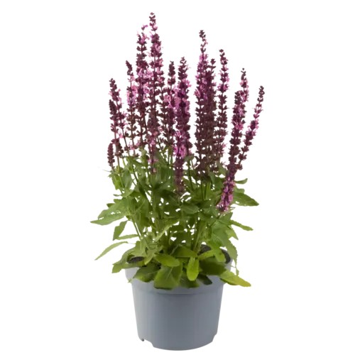JUNAVERA Salvia nemorosa Synchro Pink | 20 cm hoog | 13 cm pot