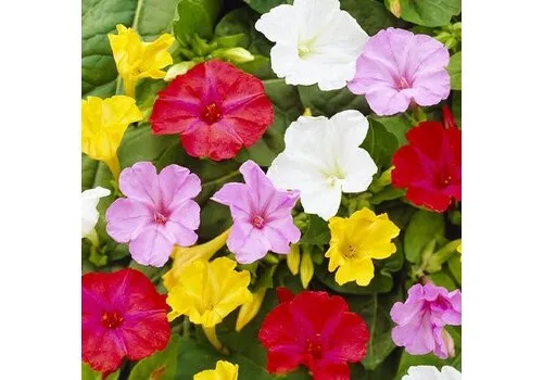 JUNAVERA Bloembol Mirabilis Jalapa | set van 10 bollen