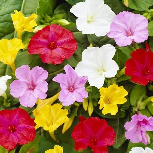 JUNAVERA Bloembol Mirabilis Jalapa | set van 10 bollen