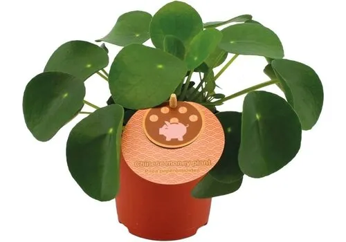 JUNAVERA Pilea peperomioides | 5 cm pot | 13 cm hoog