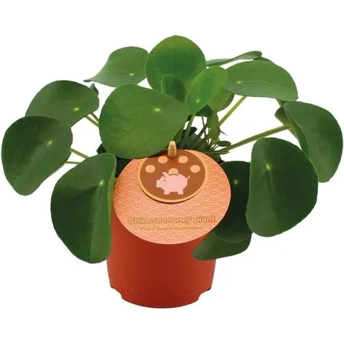 JUNAVERA Pilea peperomioides | 5 cm pot | 13 cm hoog