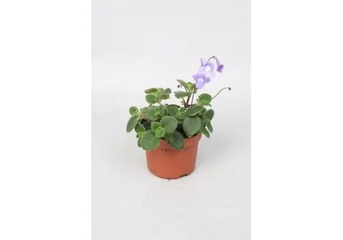 JUNAVERA Streptocarpus saxorum | 12 cm pot | ca. 15 cm hoog