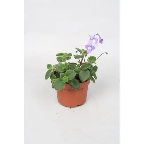 JUNAVERA Streptocarpus saxorum | 12 cm pot | ca. 15 cm hoog
