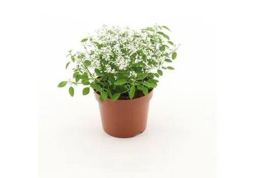 JUNAVERA Euphorbia Diamond Frost | ca. 15 tot 20 cm hoog | 12 cm pot