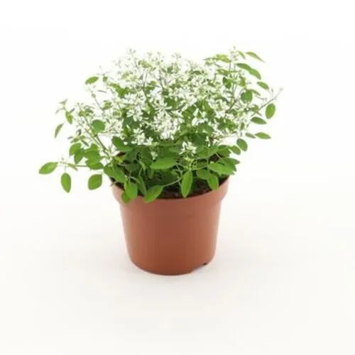 JUNAVERA Euphorbia Diamond Frost | ca. 15 tot 20 cm hoog | 12 cm pot