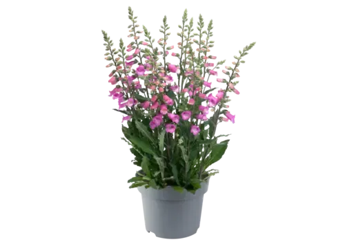 JUNAVERA Digitalis purpurea | Vingerhoedskruid mix | 25 tot 35 cm | 15 cm pot | per stuk
