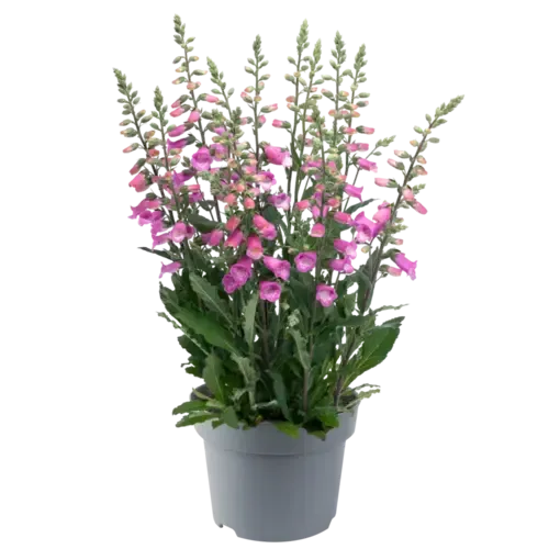 JUNAVERA Digitalis purpurea | Vingerhoedskruid mix | 25 tot 35 cm | 15 cm pot | per stuk