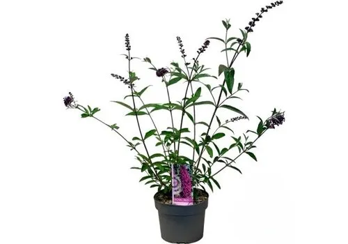 JUNAVERA Vlinderstruik Royal Red | 15 cm pot | ca. 30 tot 40 cm hoog