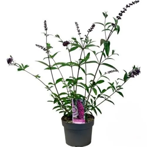 JUNAVERA Vlinderstruik Royal Red | 15 cm pot | ca. 30 tot 40 cm hoog