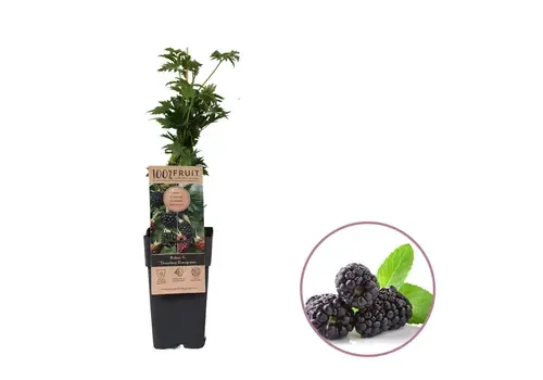 JUNAVERA Rubus fruticosus Thornless Evergreen | Doornloze braam | 15 cm pot