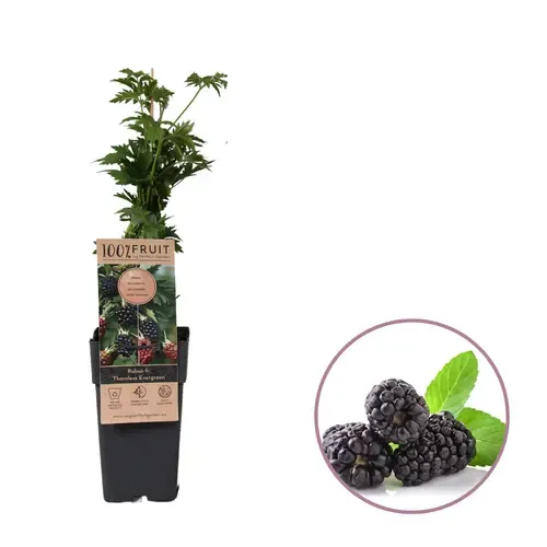 JUNAVERA Rubus fruticosus Thornless Evergreen | Doornloze braam | 15 cm pot