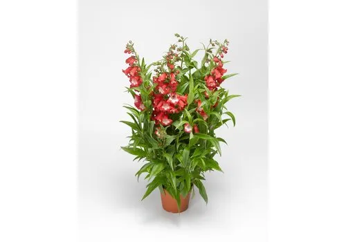 JUNAVERA Penstemon hartwegii 'Tubular Bells Red' | 15 cm pot | ca. 25 cm hoog