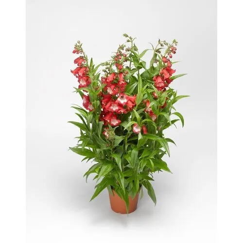 JUNAVERA Penstemon hartwegii 'Tubular Bells Red' | 15 cm pot | ca. 25 cm hoog