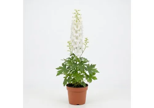 JUNAVERA Delphinium 'Magic Fountains' | Ridderspoor | 15 cm pot | ca. 25 tot 40 cm