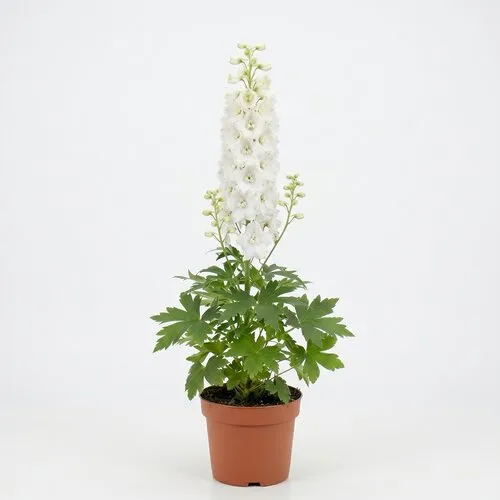 JUNAVERA Delphinium 'Magic Fountains' | Ridderspoor | 15 cm pot | ca. 25 tot 40 cm