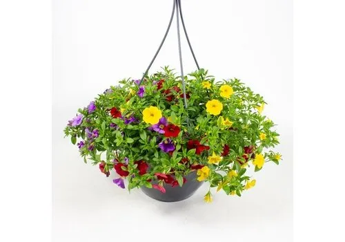 JUNAVERA Calibrachoa hangpot mix | 27 cm pot | ca. 25 cm hoog | per stuk