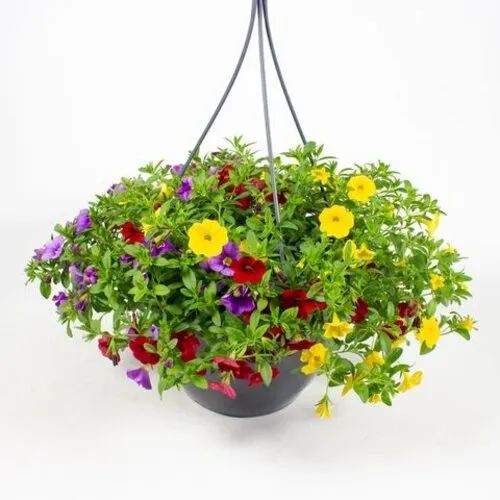 JUNAVERA Calibrachoa hangpot mix | 27 cm pot | ca. 25 cm hoog | per stuk