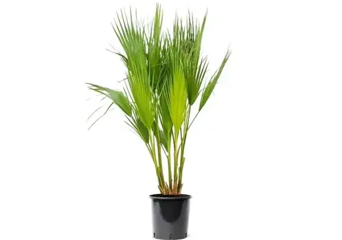 JUNAVERA Washingtonia filifera | Californische waaierpalm | 60 tot 80 cm hoog | 18 cm pot