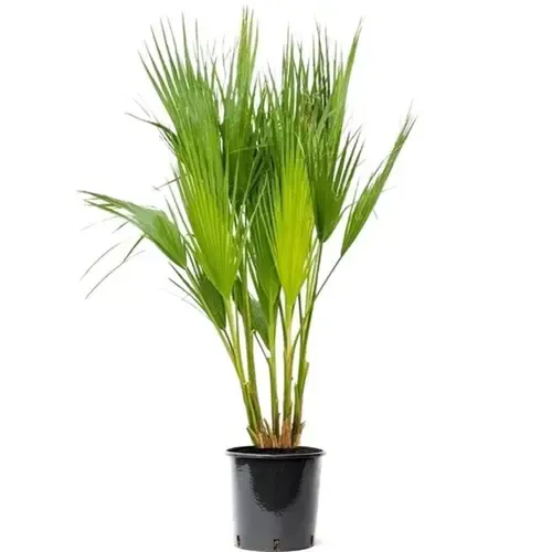 JUNAVERA Washingtonia filifera | Californische waaierpalm | 60 tot 80 cm hoog | 18 cm pot